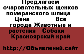 Предлагаем очаровательных щенков померанского шпица › Цена ­ 15 000 - Все города Животные и растения » Собаки   . Красноярский край